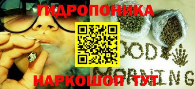 стафф Кингисепп